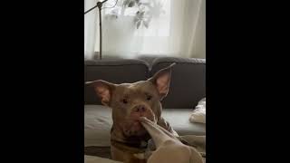 Playful Dog Attempting To Remove Owner’s Sock