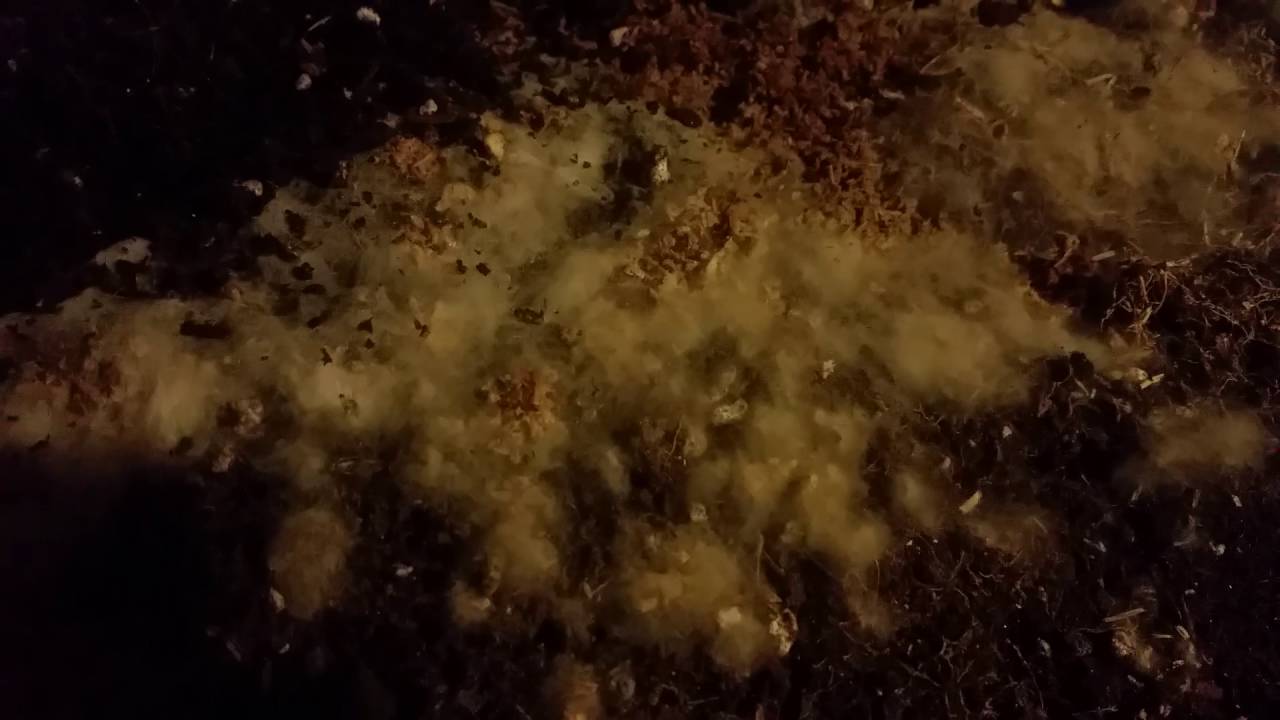 Inoculating used potting soil with beneficial bacteria and fungi