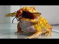Queen of the giant hornet  pacman frog  african bullfroglive feeding