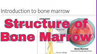 Structure of Bone Marrow ( English)