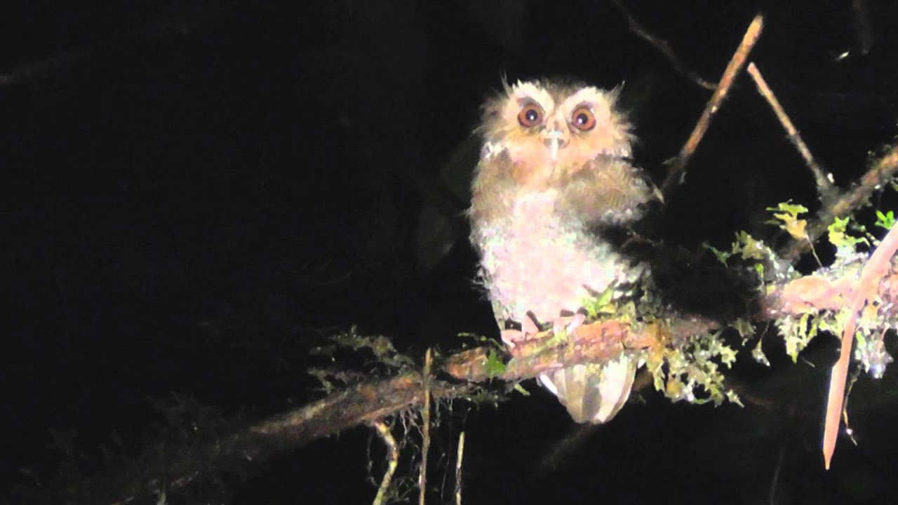 Long Whiskered Owlet