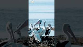 Peaceful Time for Pelicans Near the Sea. #shorts #Pelican #luxury #peace #nature #beach