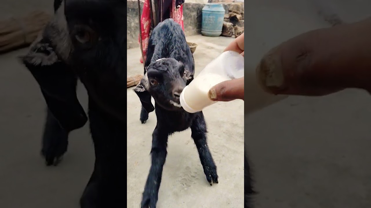 dudu pienge Ham to dudh pienge 