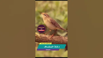 صوت جديد لدخلة الصفصاف أصيفر 