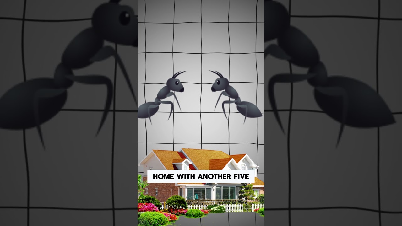 Landlord Joke: When 5 Ants Move In With 5 Ants... 