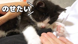 どうしても手の上に手を乗せたい子猫