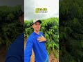 Clone A1 em campo: vigor, uniformidade e potencial produtivo no Conilon #café #agro