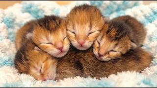 Newborn kittens cuddle together and finally stop crying 🐱🐾
