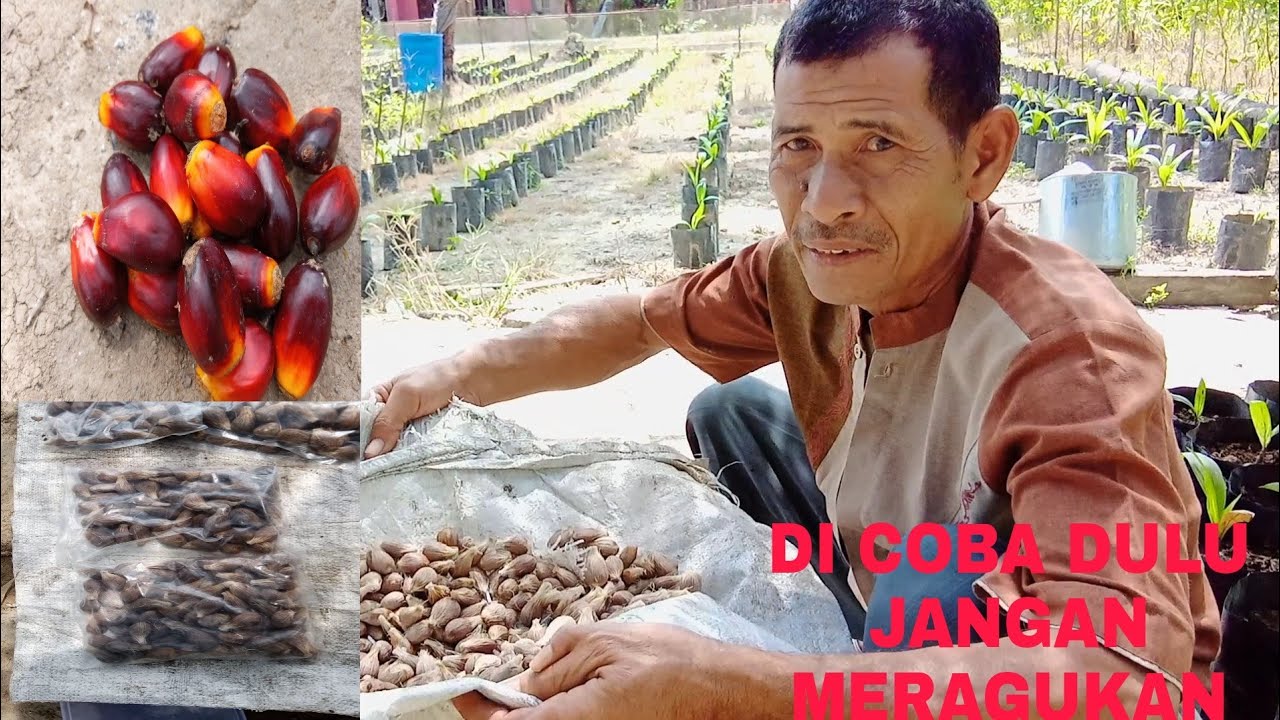 CARA BARU PROSES BIJIAN SAWIT LOKAL UNTUK BIBIT SUPAYA KELUAR MATUN NYA