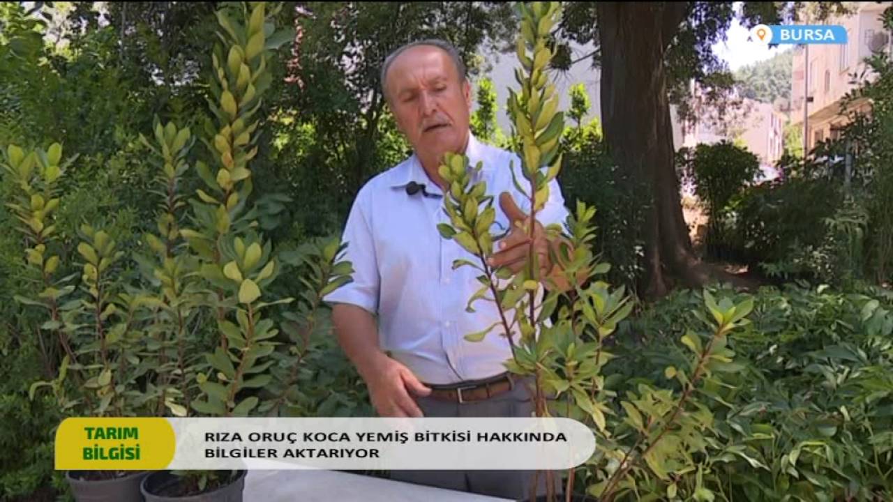 TARIM BİLGİSİ RIZA ORUÇ  KOCA YEMİŞ BİTKİSİ