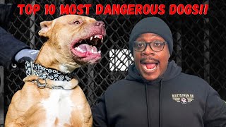 ⛔️Top 10 Most Dangerous Dogs…⛔️