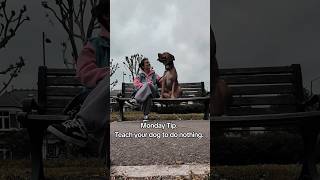 The most overlooked skill in dog training 🐕‍🦺 #calmdog#reactivedog#reactivedogtraining#dogtrainer