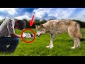 雌オオカミに瀕死の我が子を託された森の番人。翌朝、彼が玄関先で見たものは・・・！