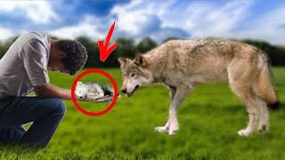 雌オオカミに瀕死の我が子を託された森の番人。翌朝、彼が玄関先で見たものは・・・!