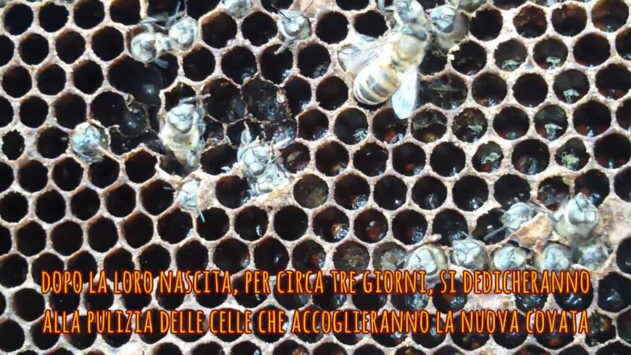 Officina delle Api: nascita di giovani operaie