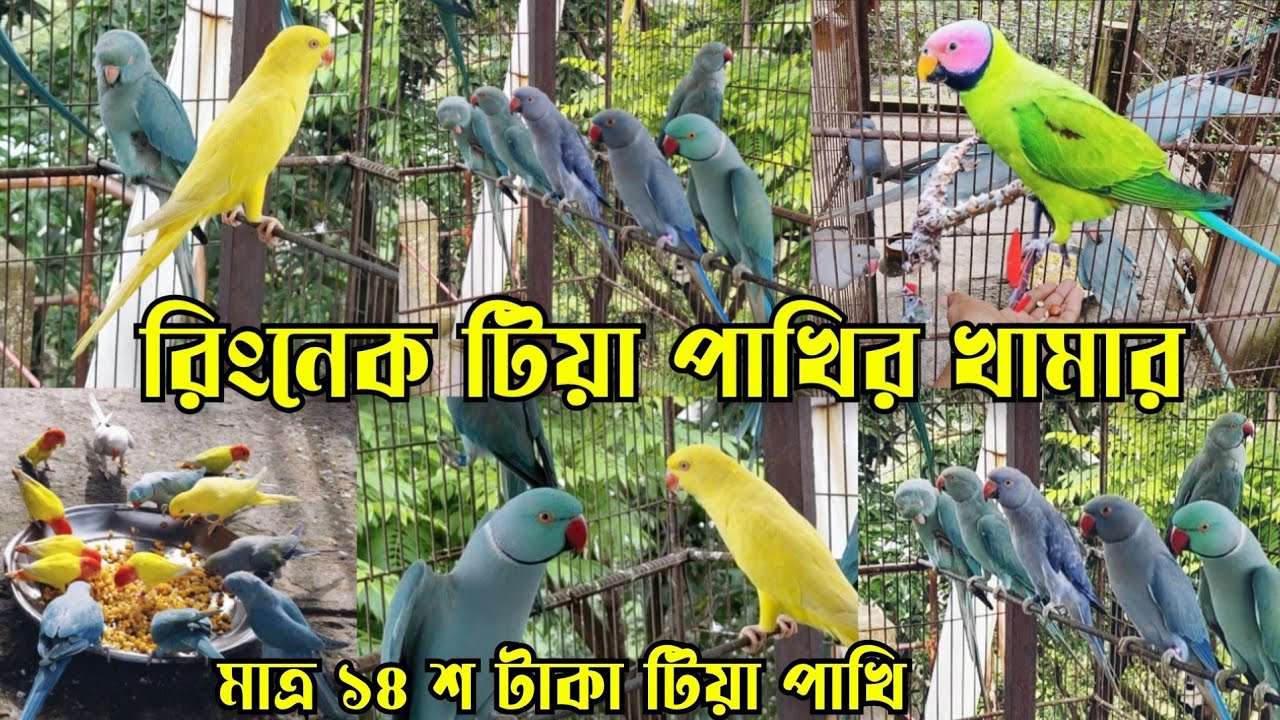 ঢাকায় সব থেকে বড় টিয়া পাখির খামার || Tia pakhir dam || Most Expensive BirdCollection in Dhaka