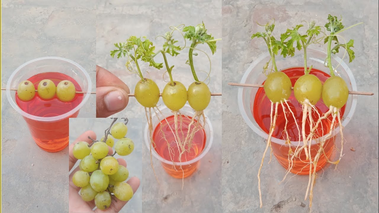 unique way to grow grapes from grapes.unique way to grow grapes plant from grapes.how to grow