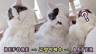 Will Cat Grooming Make Cat's Face Clean? - Cat Grooming Sound by 꼬부기아빠 My Pet Diary 21,986 views 4 years ago 7 minutes, 5 seconds