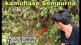 kamuflase sarang burung yang sempurna || keunikan sarang burung, yang banyak orang tidak tau.