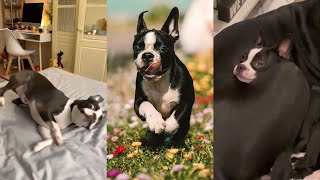 Best Boston Terrier TikTok Compilation