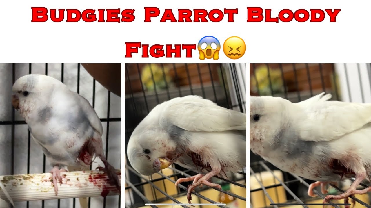 Budgies Parrot Bloody Deadly Fight Fight for Matki & Female 😖😔😫😱😱😱