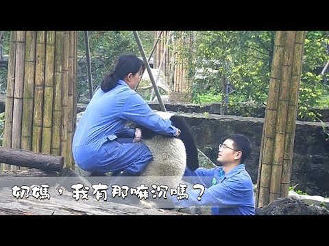 《熊貓早晚安》奶媽，我有那麽沉嗎？| iPanda