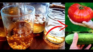 Soak The Seeds In It Before Sowing The Vegetables. Seed Treatment With Chamomile. Healthy And Strong