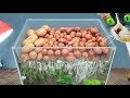 WHAT HAPPENED WITH POTATO IN AQUARIUM?