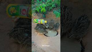 Download Lagu देसी जुगाड़ से तीतर कैसे पकड़े❌😨Wood workingwithart handcraft idea/home madereal telent/skill-art MP3