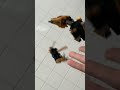 I dropped my lego set for this video #shorts