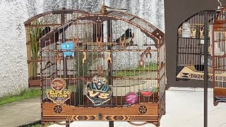 Levei O Papa Capim Coringa Pra Um Esquenta