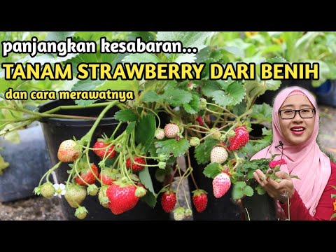 Video: Cara memberi makan stroberi di musim semi untuk panen yang baik