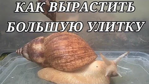 Как вырастить большую улитку ахатину | Что нужно знать перед покупкой ахатины | Гигантская ахатина.