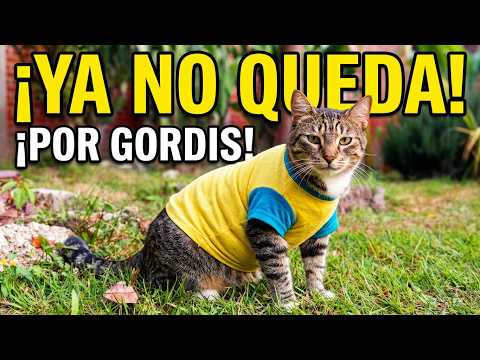 a MI GATO su camiseta ya no le queda por gordis! 🙀😹👕