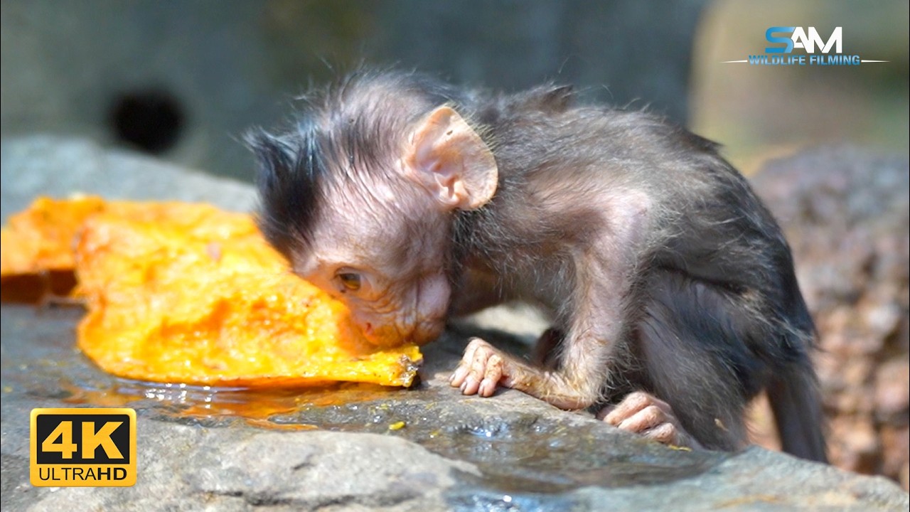 Survival Instinct: Baby STARLIN Learns to Eat Independently