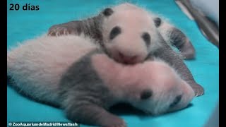 Bear Hugs Video Montage Shows Panda Twins Cuddling Each Other From Tiny Cubs To Tubby Two Month Old