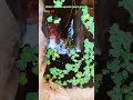 water lattuce aquatic plants growth #shortsfeed #fishshorts #guppyfish