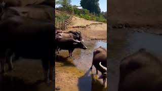 Water Buffalo in North West Thailand
