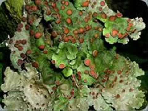 black mirror season 5 Lichens