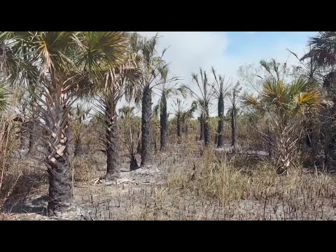 Drivers hit with thick smoke on I-75 in Collier County as Big Cypress fire grows