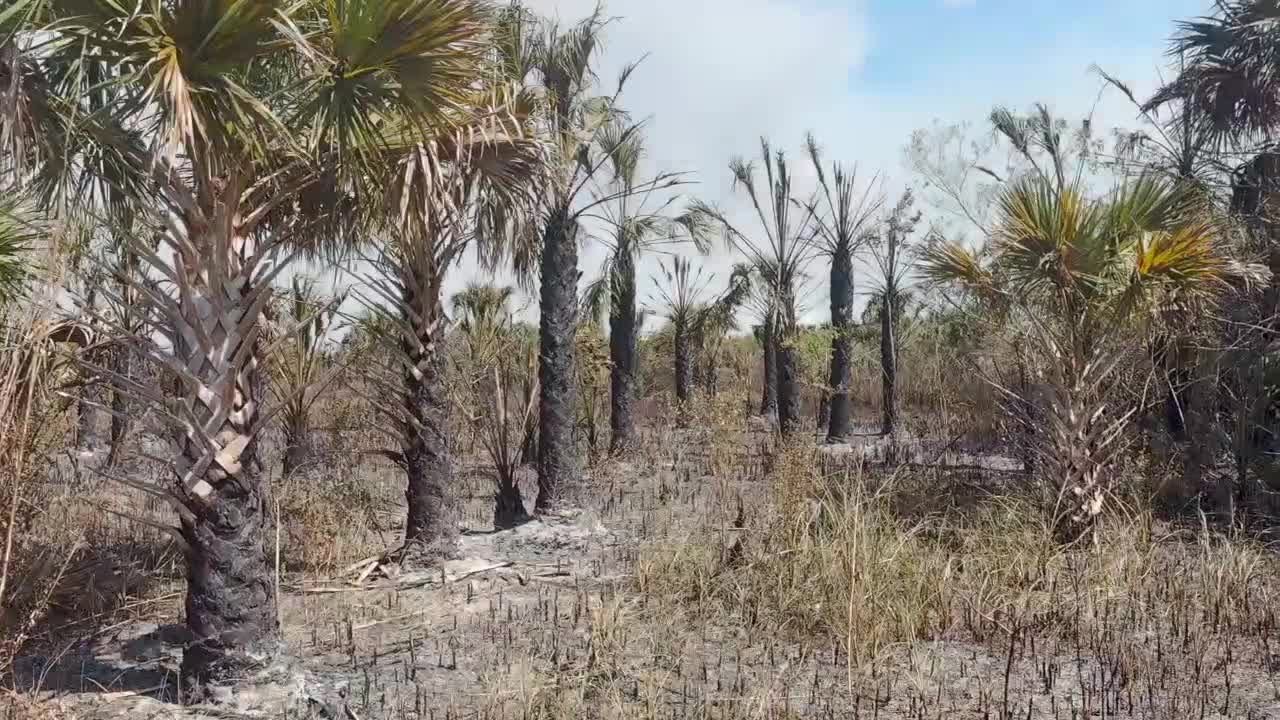 Drivers hit with thick smoke on I-75 in Collier County as Big Cypress fire grows
