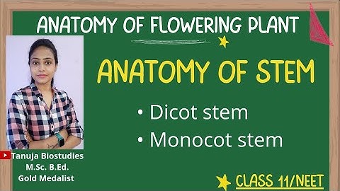 Ch-6 Anatomy of Stem | Dicot Vs Monocot stem | Class 11 Biology /NEET/AIIMS