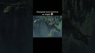 Огромный волк охотится на людей 😱😨😰 #shorts #кино #фантастика #боевик #приключения #фильм #фильмы