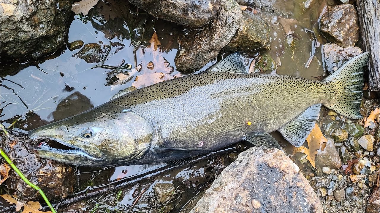 Milwaukee River Salmon Fishing Fall 2021 (Short GoPro Edit 1) YouTube