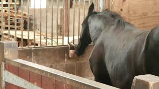 Salt Licks Keeping All The Horses Happy After Breakfast Today.