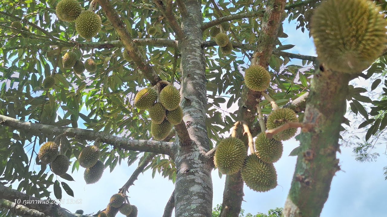 #เทคนิคแต่งลูกทุเรียนในระยะปั้นทรง#ก่อนใส่ปุ๋ย15-5-20แต่งรอบที่4