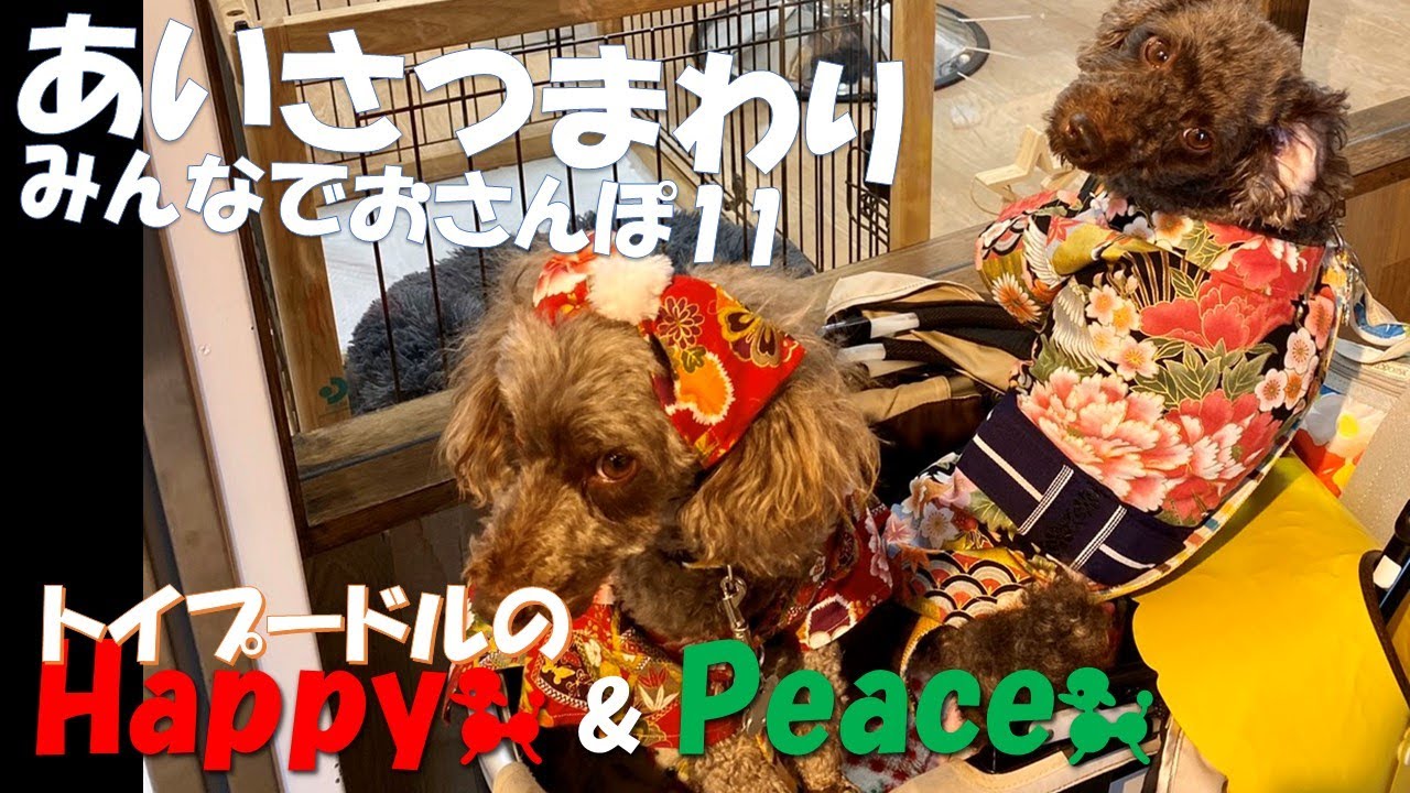 ハッピー トイ プードル 見つかっ た ハッピー トイ プードル 見つかっ た