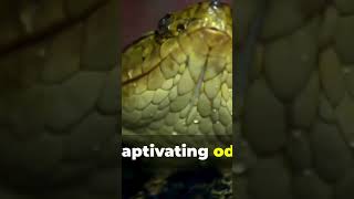 The Mystery of the Two-Headed Snake Attack! #TwoHeadedSnake #SnakeAttack | Part 1