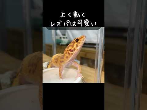 【レオパ】活発なレオパってもうほんと可愛くて仕方ない!!!! #shorts #vtuber #爬虫類 #ヒョウモントカゲモドキ #レオパードゲッコー #爬虫類飼育