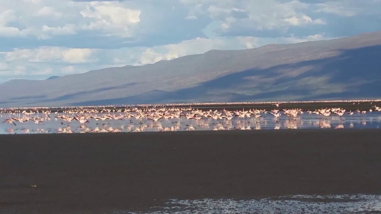 Flying Lesser Flamingos over lake Natron
